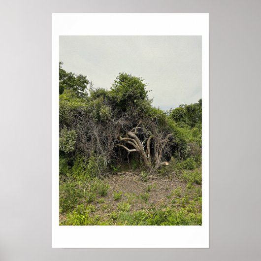 Affiche de photo d'arbre mutilé (Devant)