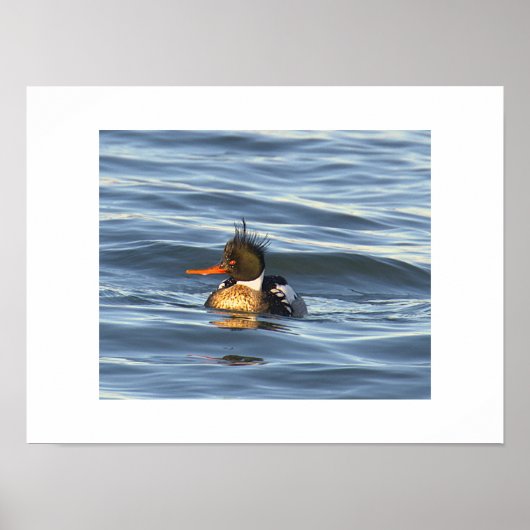 Affiche de photo de canard (Devant)