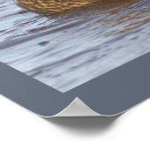 Affiche de photo de canard colvert (Coin)