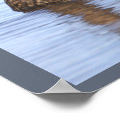 Affiche de photo de canard colvert (Coin)