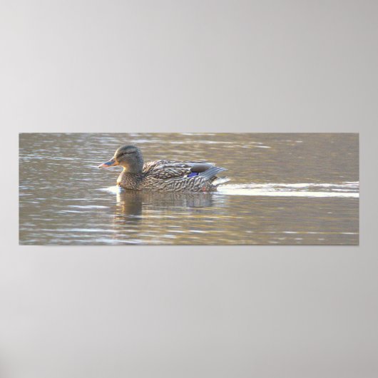 Affiche de photo de canard colvert (Devant)