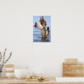 Affiche de photo de canard colvert (Cuisine)