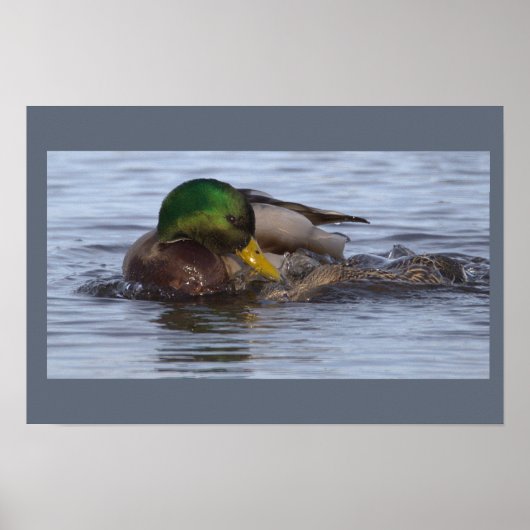 Affiche de photo de canard colvert (Devant)