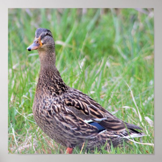 Affiche de photo de canard colvert (Devant)