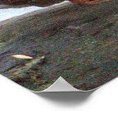 Affiche de photo de canard mandarin (Coin)
