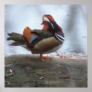 Affiche de photo de canard mandarin