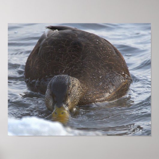 Affiche de photo de canard noir (Devant)