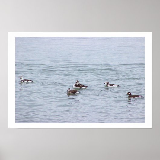 Affiche de photo de canards (Devant)