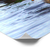 Affiche de photo de canards colverts (Coin)