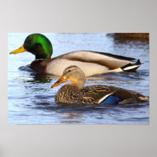 Affiche de photo de canards colverts