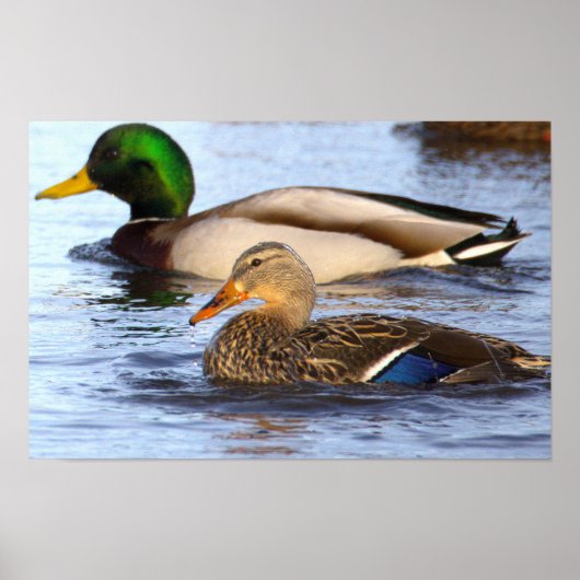 Affiche de photo de canards colverts (Devant)