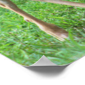 Affiche de photo de cerf (Coin)
