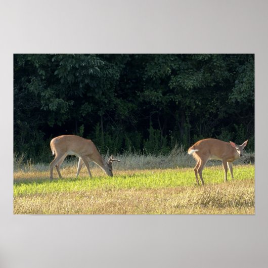 Affiche de photo de cerf (Devant)