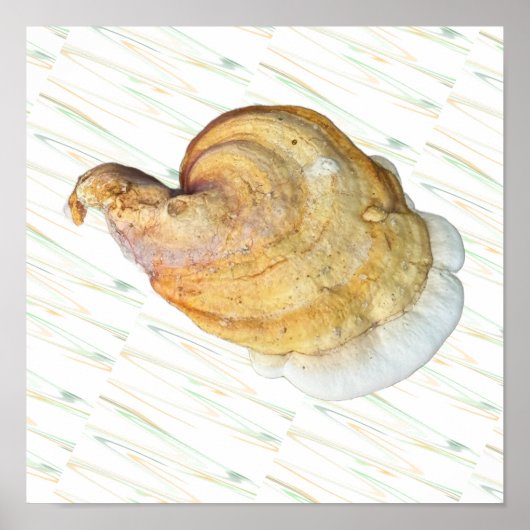 Affiche de photo de champignon (Devant)
