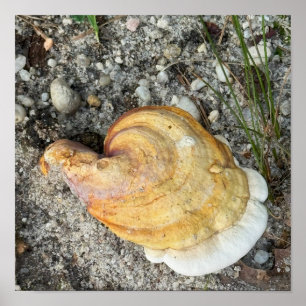 Affiche de photo de champignon