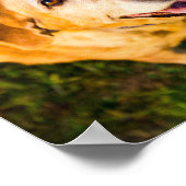 Affiche de photo de chien âgé personnalisée (Coin)