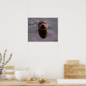 Affiche de photo de faune de phoque commun curieux (Cuisine)