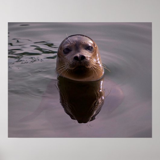 Affiche de photo de faune de phoque commun curieux (Devant)