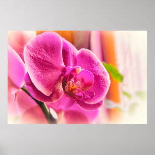 Affiche de photo de fleur d'orchidée rose à mise a