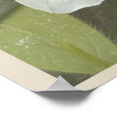 Affiche de photo de fleurs blanches (Coin)