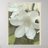 Affiche de photo de fleurs blanches (Devant)