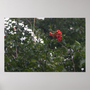 Affiche de photo de fleurs orange