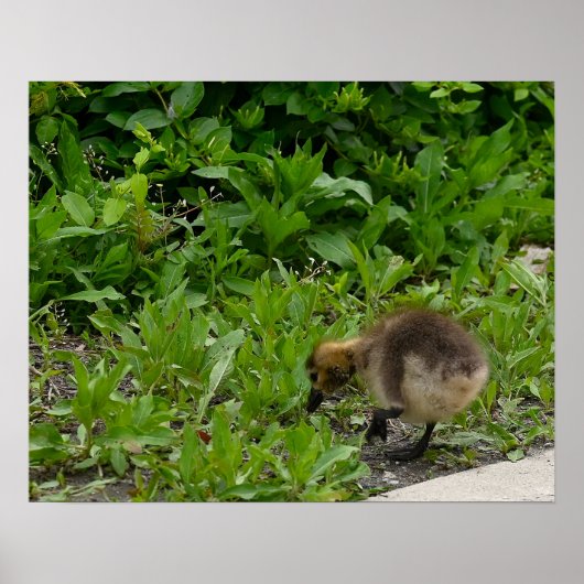 Affiche de photo de Gosling (Devant)
