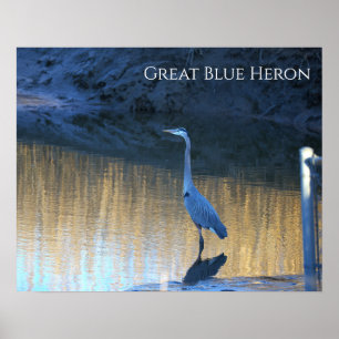 Affiche de photo de Grand Héron bleu