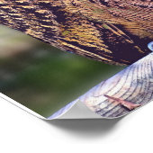 Affiche de photo de hibou (Coin)