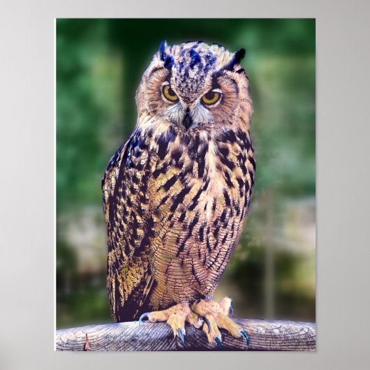 Affiche de photo de hibou (Devant)