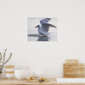 Affiche de photo de mouette (Cuisine)