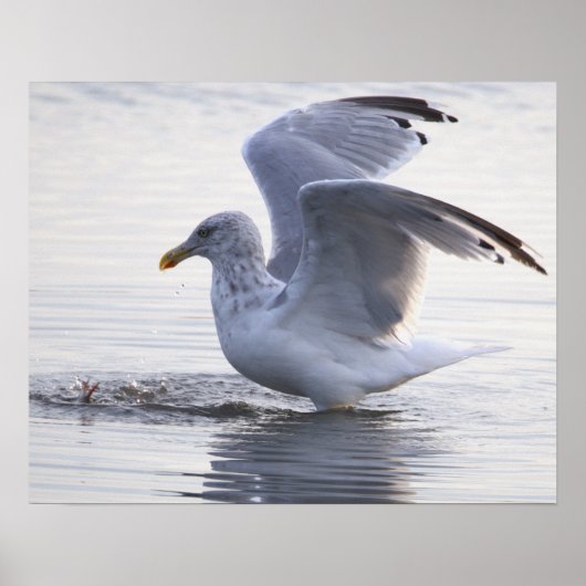 Affiche de photo de mouette (Devant)