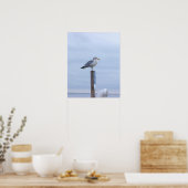 Affiche de photo de mouette  (Cuisine)