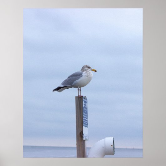 Affiche de photo de mouette  (Devant)