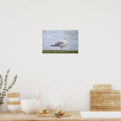 Affiche de photo de mouette (Cuisine)