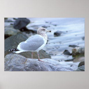 Affiche de photo de mouette