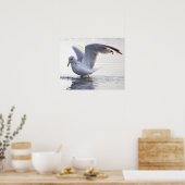 Affiche de photo de mouette (Cuisine)