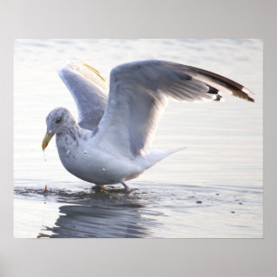 Affiche de photo de mouette