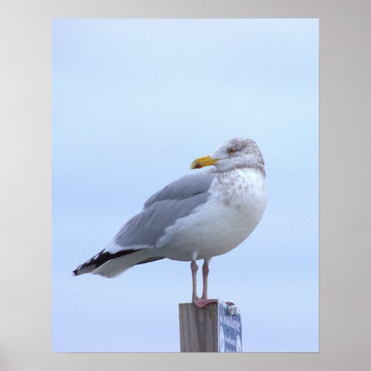 Affiche de photo de mouette (Devant)