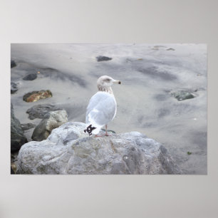 Affiche de photo de mouette