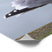 Affiche de photo de mouette (Coin)