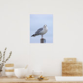 Affiche de photo de mouette  (Cuisine)