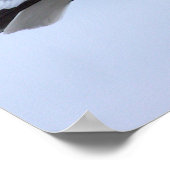Affiche de photo de mouette  (Coin)