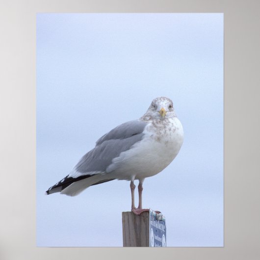 Affiche de photo de mouette  (Devant)