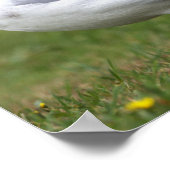 Affiche de photo de mouette (Coin)