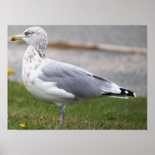 Affiche de photo de mouette