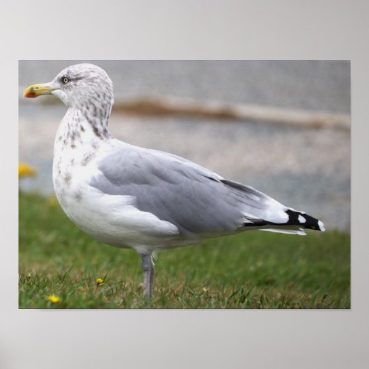 Affiche de photo de mouette (Devant)