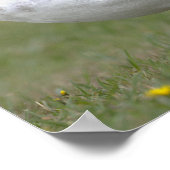Affiche de photo de mouette (Coin)
