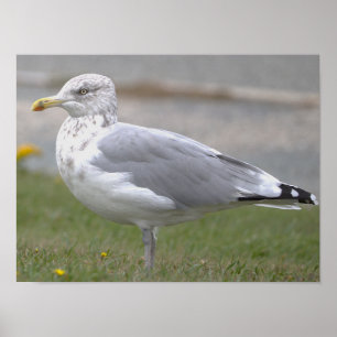 Affiche de photo de mouette