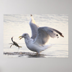 Affiche de photo de pêche aux crabes de mouette
